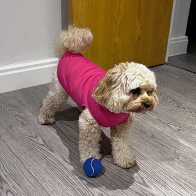 Sweatshirt - Cerise / Customer Make by Jenni at Simply Dancing Partners - Sweatshirt - Cerise Dog Coat - January 2024